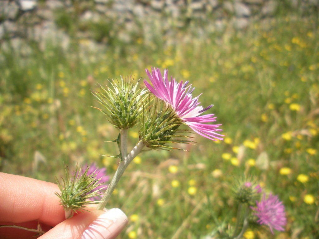 Galactites tomentosus / Scarlina
